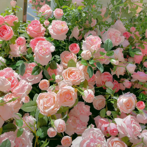 Elegant Climbing Rose Flower Seeds
