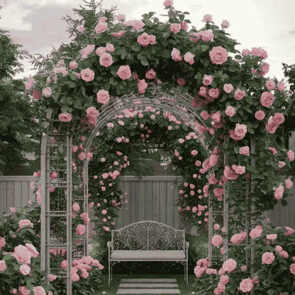 Elegant Climbing Rose Flower Seeds