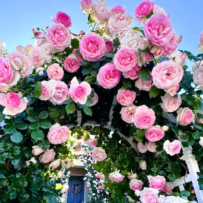 Elegant Climbing Rose Flower Seeds