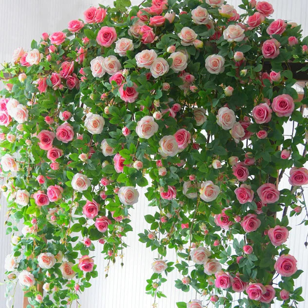 Elegant Climbing Rose Flower Seeds