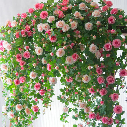Elegant Climbing Rose Flower Seeds
